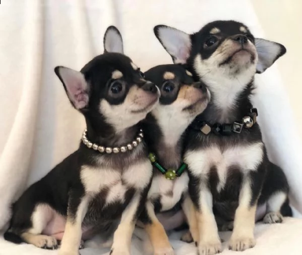 cuccioli di chihuahua