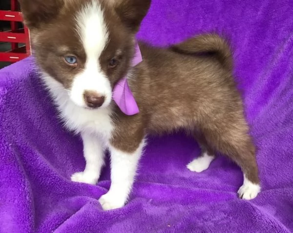 cuccioli pomsky maschio e femmina