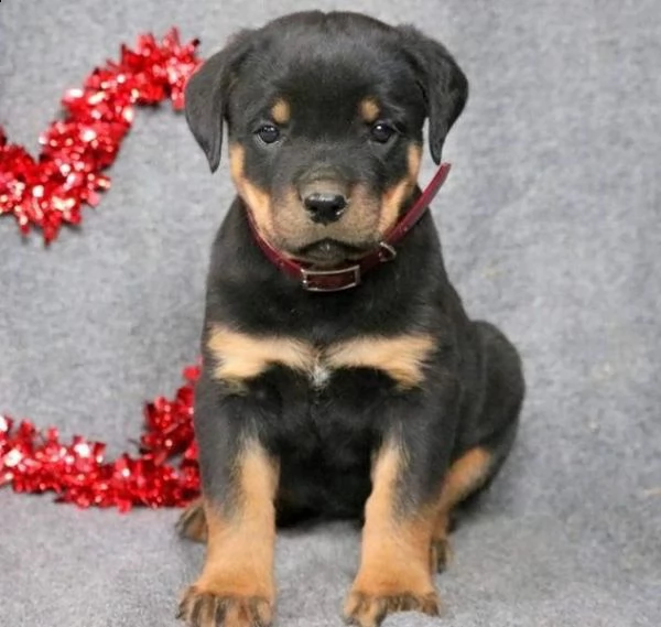 rottweiler microchip e pedigree enci | Foto 0