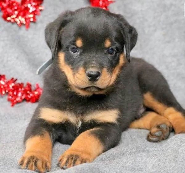 rottweiler microchip e pedigree enci