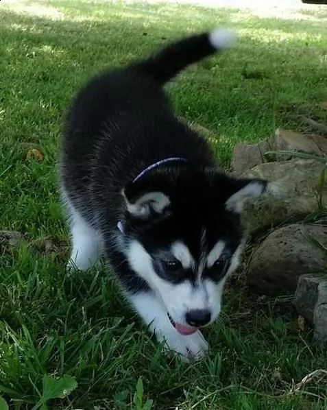 cuccioli siberian husky occhi blue | Foto 0