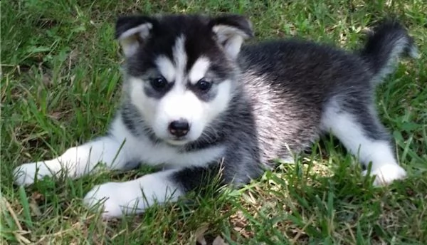 cuccioli siberian husky occhi blue