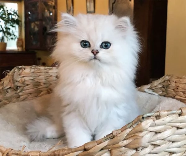 persiani gattini di razza | Foto 0