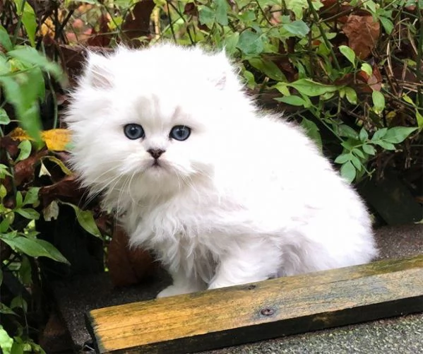 persiani gattini di razza