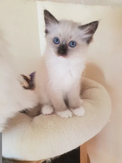 sacro di birmania cuccioli | Foto 1