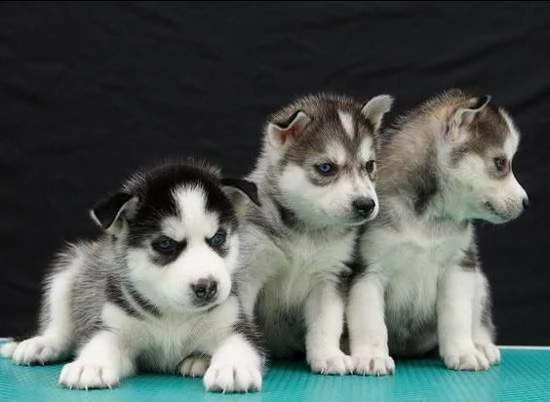  cuccioletto di husky siberiano 