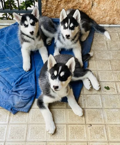  siberian husky con pedigree enci 