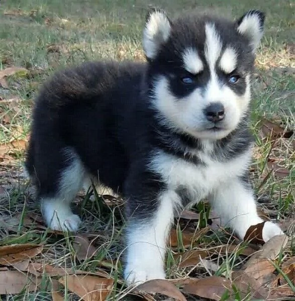  cuccioli husky siberian occhi blu manto bianco nero 