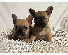  cuccioletto di bull dog francese 