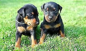  cucciolo di pincher toy 