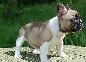  cuccioletto di bull dog francese 