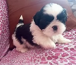  cuccioletto di shitzu toy 