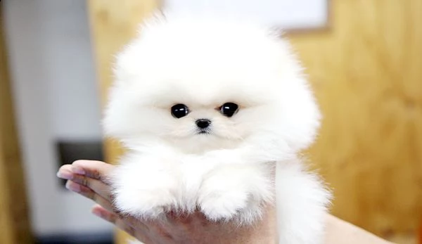 (due )!pomeranian toy maschio e femmina bellissima!!!**********......