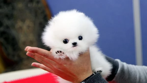 pomeranian toy maschio e femmina bellissima