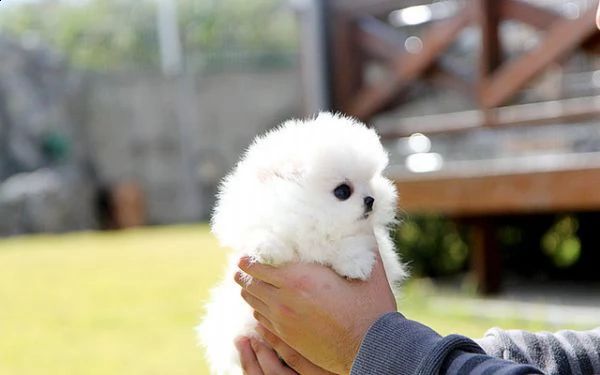 pomeranian 2toy maschio e femmina bellissima