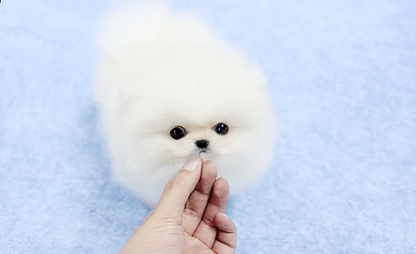 cucciolo di pomerania toy maschio e femmina