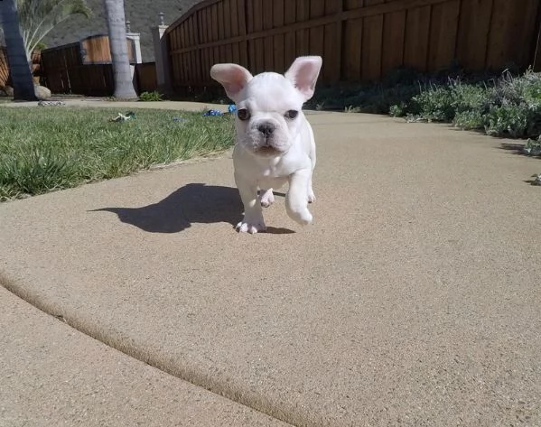 bouledogue- bulldog francese blue 