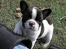  cucciolotto di bull dog francese 