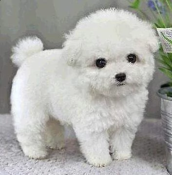  cuccioletto di bolognese 