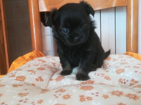  cuccioli di chihuahua 