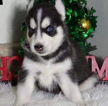  cuccioli di siberiano husky maschi e femmine 