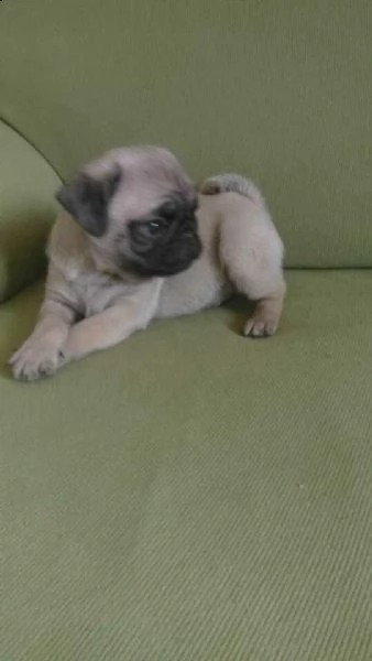  cucciolo di carlino 