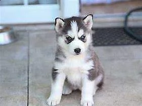 cuccioletto di siberian husky 