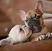  cuccioletto di bull dog francese 
