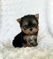  cuccioletto di york shire mini toy 