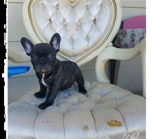 cuccioli bulldog francesi in regalo