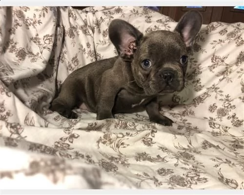 cucciolo di bouledogue francese maschio e femmina