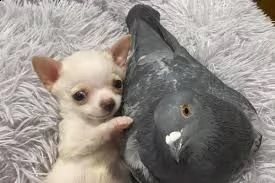  chihuahua 