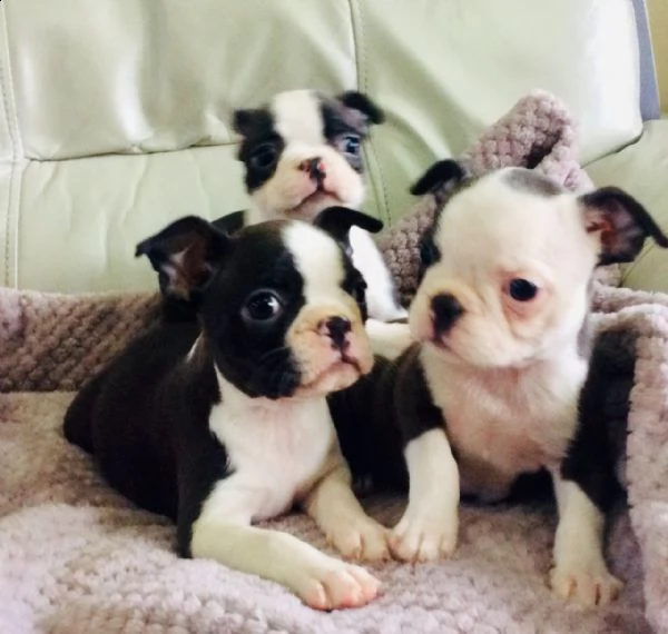   cuccioli boston terrier splendidi registrati kc