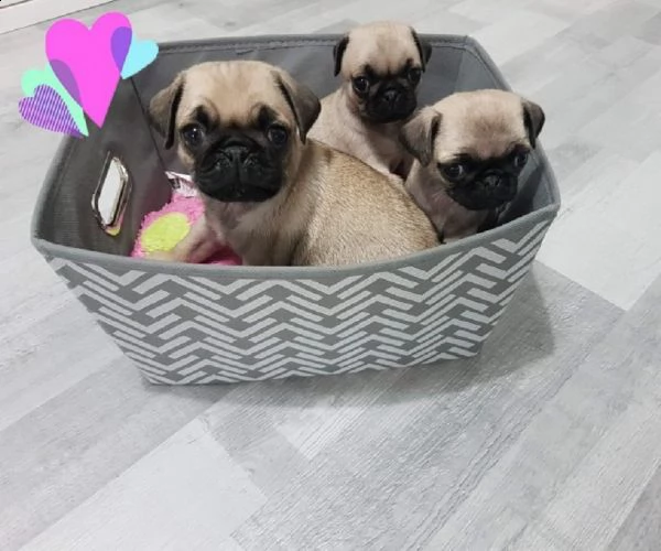 carlini cuccioli beige | Foto 0
