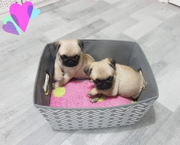carlini cuccioli beige