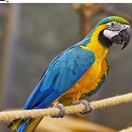 coppia addomesticata di ara blu e oro, testata sul dna e provata per la riproduz | Foto 0