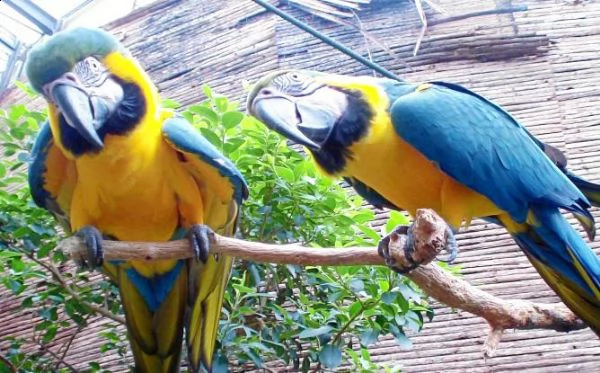 coppia addomesticata di ara blu e oro, testata sul dna e provata per la riproduz