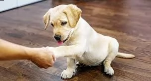 labrador retriever: in quali colori possiamo trovarlo? | Foto 2