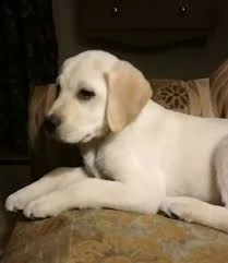 labrador retriever: in quali colori possiamo trovarlo? | Foto 1