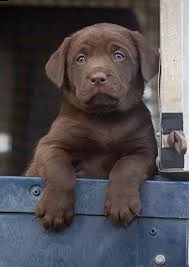 labrador retriever: in quali colori possiamo trovarlo? | Foto 0
