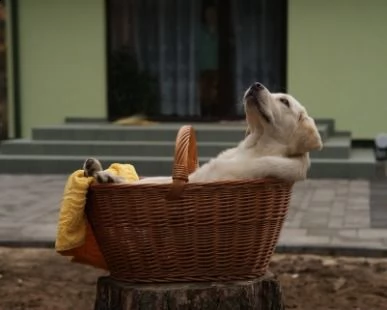labrador retriever: in quali colori possiamo trovarlo?