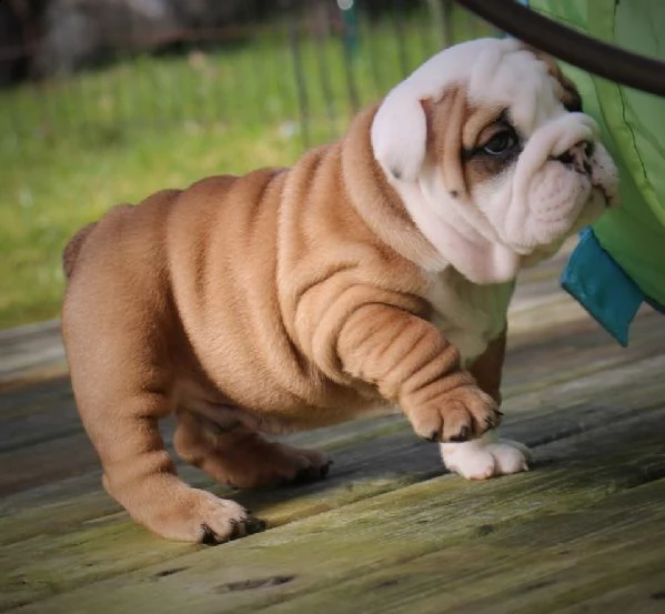 bulldog inglese cucciolata 6 cuccioli | Foto 2