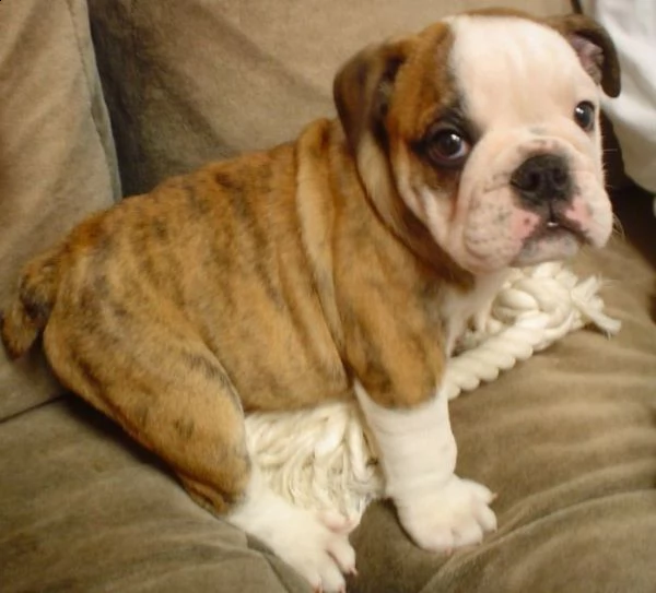 bulldog inglese cucciolata 6 cuccioli | Foto 1