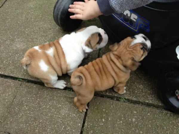 bulldog inglese cucciolata 6 cuccioli