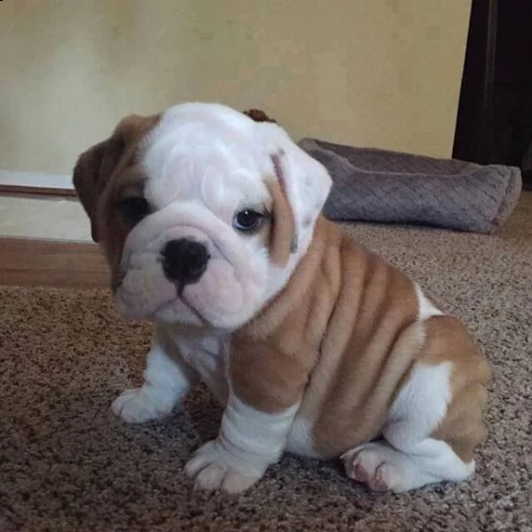 bulldog inglese cucciolata 6 cuccioli | Foto 0