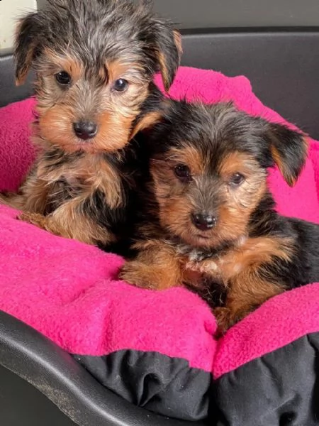  4 bellissimi cuccioli tricolore