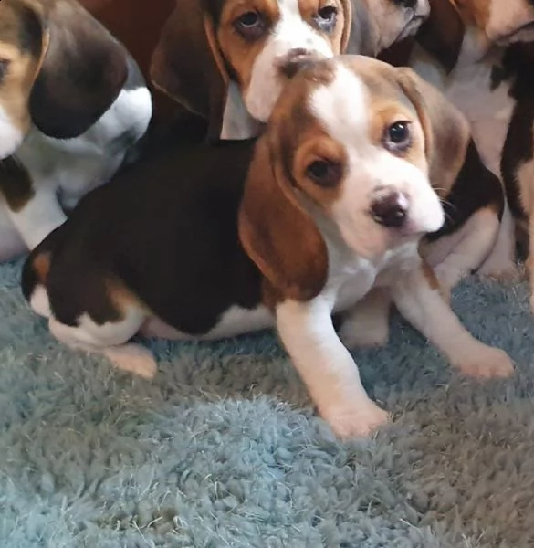 splendidi cuccioli di tipo beagle (pronti ora)