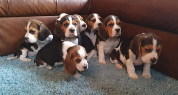 spettacolare spettacolo allevato cuccioli di beagle
