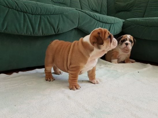 bulldog inglese - pp - cuccioli | Foto 4