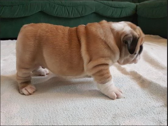 bulldog inglese - pp - cuccioli | Foto 3